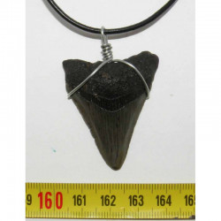 Collier pendentif  dent de requin fossile ( Meg - 054 )