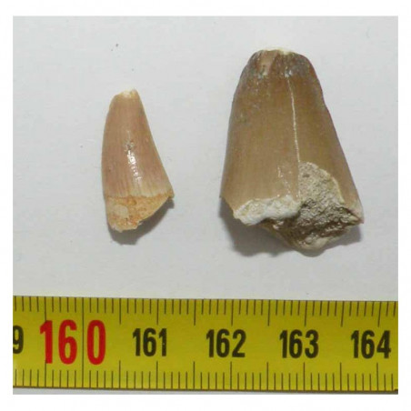 lot de 2 dents de Crocodilus Spenceri ( Maroc - 005 )