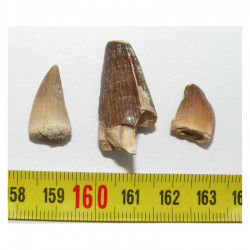 lot de 3 dents de Crocodilus Spenceri ( Maroc - 013 )