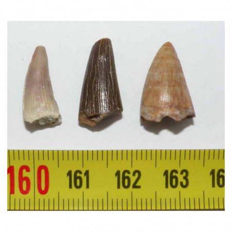 lot de 3 dents de Crocodilus Spenceri ( Maroc - 012 )