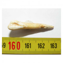 1 dent d Ursus spelaeus ( Rounanie - 010 )
