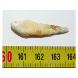 1 dent d Ursus spelaeus ( Rounanie - 010 )