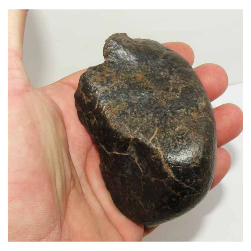 Meteorite Chondrite NWA non classée ( 347  grs - Abde )