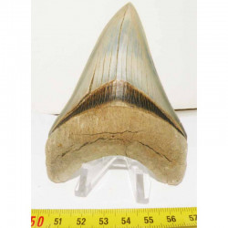 dent de requin Carcharodon megalodon ( 10.0 cms - 101 )