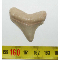 dent de requin Carcharodon megalodon ( 3.7 cms - 276 )