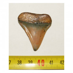 dent de requin Carcharodon carcharias ( 3.8 cm - 151 )