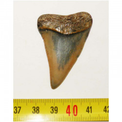 dent de requin Carcharodon carcharias ( 4.8 cm - 155 )