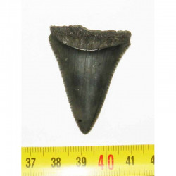dent de requin Carcharodon carcharias  ( 4.5 cm - 158 )