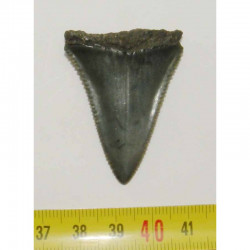 dent de requin Carcharodon carcharias  ( 4.5 cm - 158 )