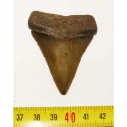 dent de requin Carcharodon carcharias  ( 5.5 cm - 168 )