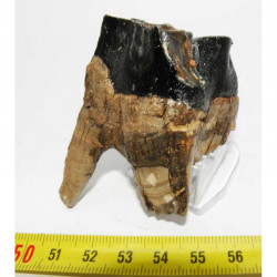 dent de Rhinoceros Laineux ( 012 )