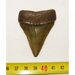 dent de requin Carcharodon carcharias  ( 5.5 cm - 168 )