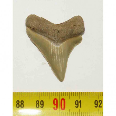 dent de requin Carcharocles chubutensis ( 040 )