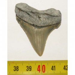 dent de requin Carcharocles chubutensis ( 4.7 cms - 035 )
