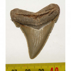 dent de requin Carcharocles chubutensis ( 4.7 cms - 034 )
