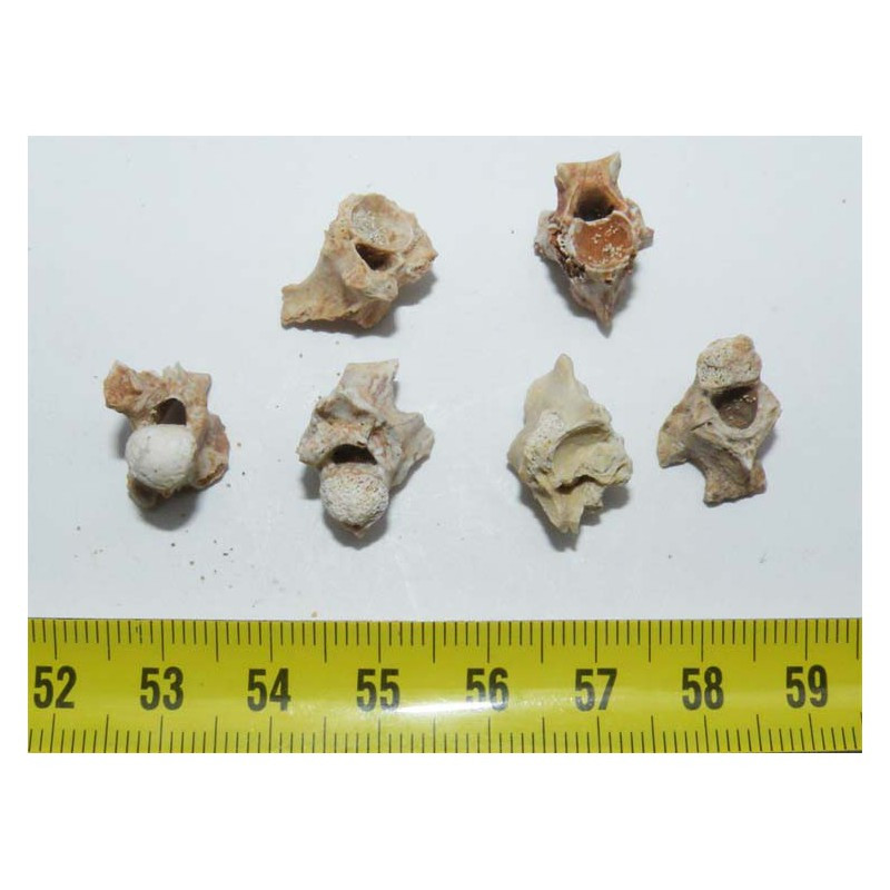 lot de 6 vertebres de Palaeophis maghrebianus ( 024 )