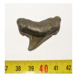 dent de requin Carcharocles chubutensis ( 3.7 cms - 038 )
