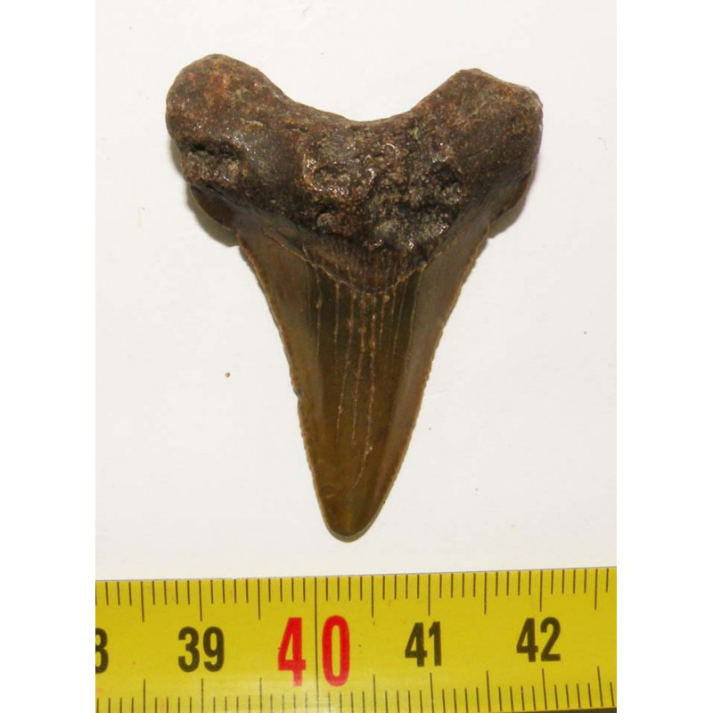 dent de requin Carcharocles chubutensis ( 4.4  cms - 039 )