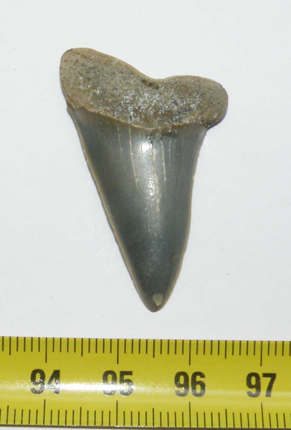   dent de requin Isurus hastalis ( 3.5 cms   053 )