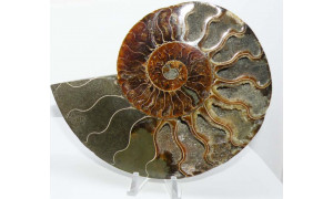 Ammonite