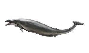 Basilosaurus